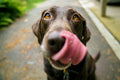 Pet GPS Tracker Dog Cat