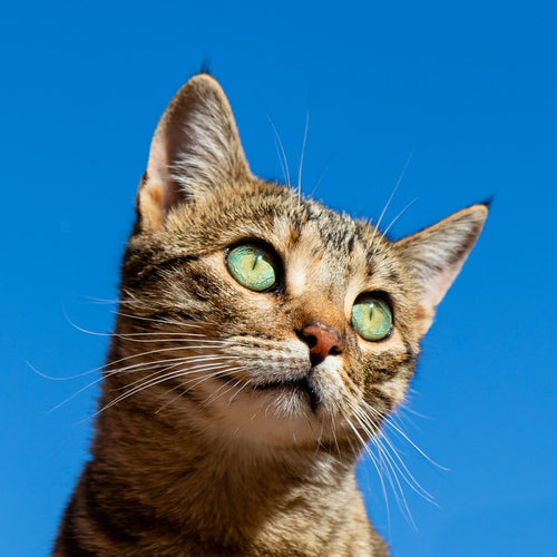 Auto Rotating Laser Cat Toy